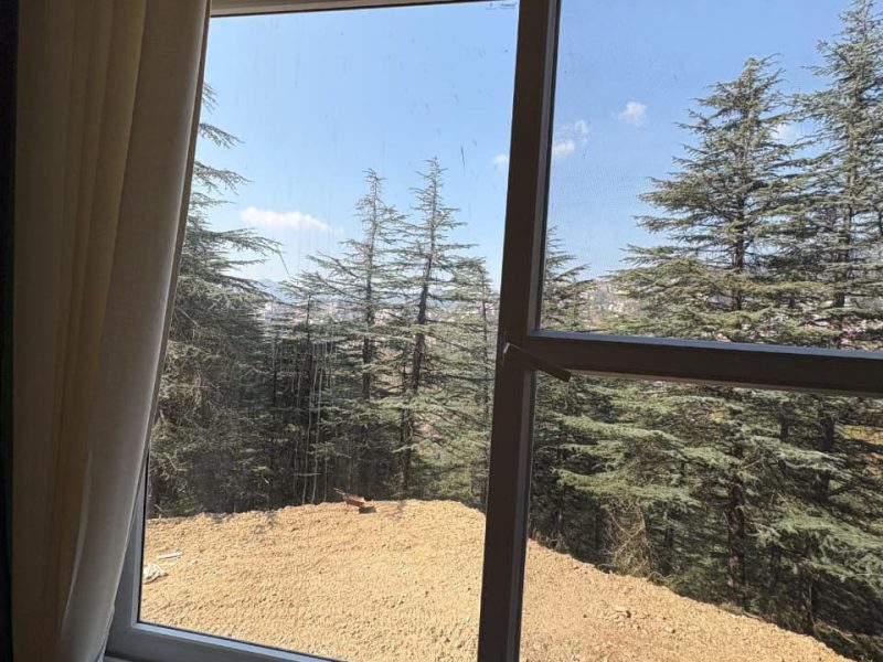 The Forest Chalet Gallery